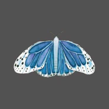 Blue Monarch Gray