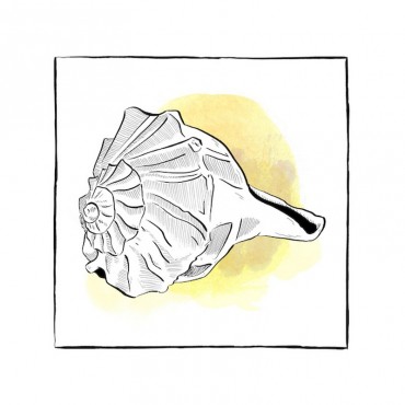 Shell I Coastal Watercolor