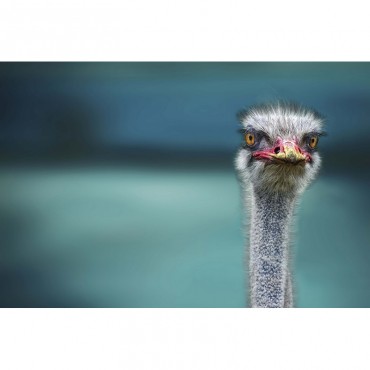 Ostrich In The World