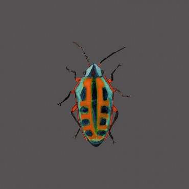 Beetle I I Gray