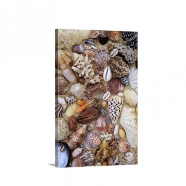 Various Conch Cowry Clam And Other Marine Shells Wall Art - Canvas - Gallery Wrap