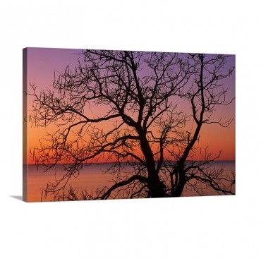 View Of Ocean Through Silhouetted Tree Branches Dawn Maryland Wall Art - Canvas - Gallery Wrap