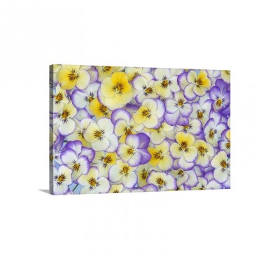 Violet Viola Sp Flowers In White Yellow And Purple Europe And North America Wall Art - Canvas - Gallery Wrap
