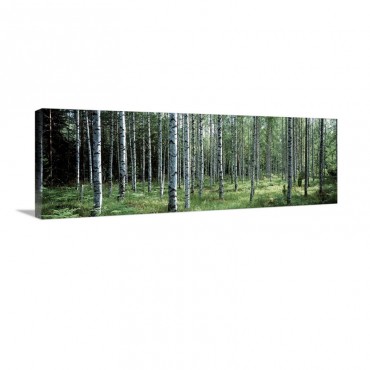 White Birches Aulanko National Park Finland Wall Art - Canvas - Gallery Wrap