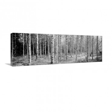 White Birches Aulanko National Park Finland Wall Art - Canvas - Gallery Wrap