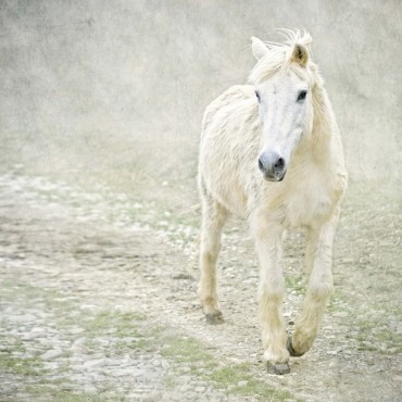 White Horse Walking Along Stony Path