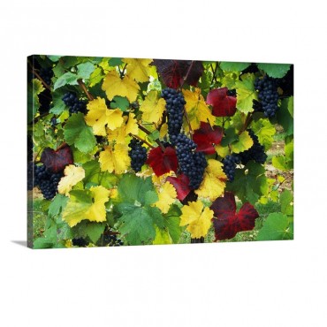 Wine Grapes On Vine Autumn Color Willamette Valley Oregon United States Wall Art - Canvas - Gallery Wrap