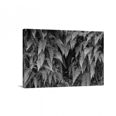 Young Ferns In Temperate Forest Ecuador Wall Art - Canvas - Gallery Wrap