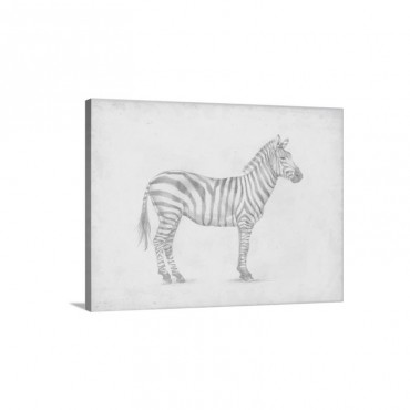Zebra Sketch Wall Art - Canvas - Gallery Wrap