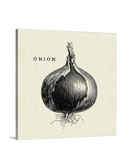 Linen Vegetable BW Sketch Onion Wall Art - Canvas - Gallery Wrap
