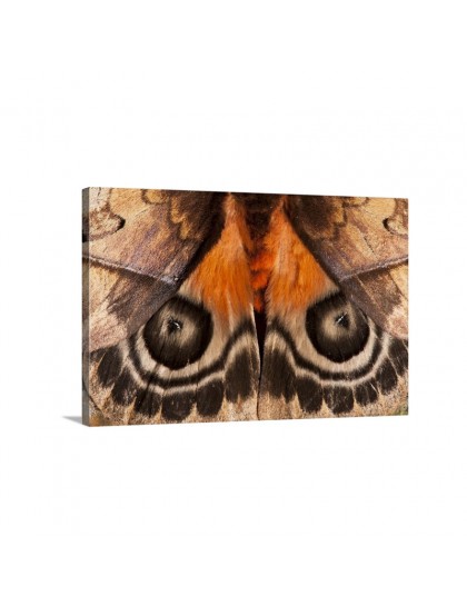 Auto Order Image